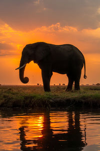 View of elephant drinking water at sunset