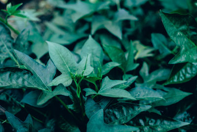 Full frame shot of fresh green leaves