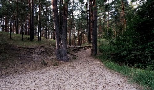 Scenic view of forest