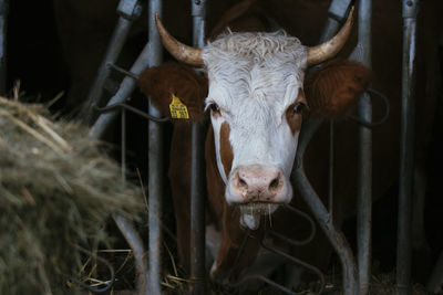 Portrait of cow in shed