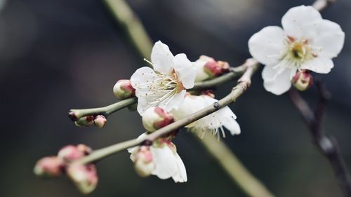Close-up of white flowering plant