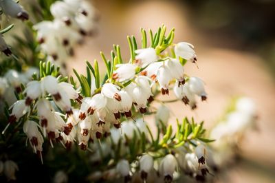 Close-up of white flowering plant