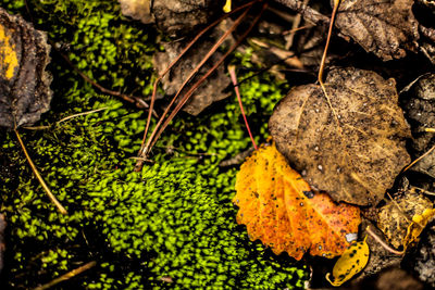 Close-up of plant growing on rock