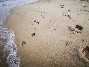 Human and dog trail on the beach 