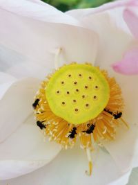 High angle view of yellow flower pollen on plant