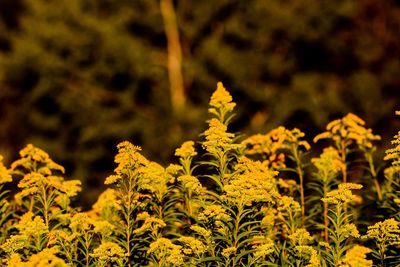 Close-up of yellow flowers growing on field