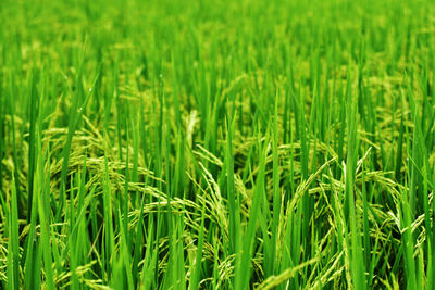 Full frame shot of rice paddy