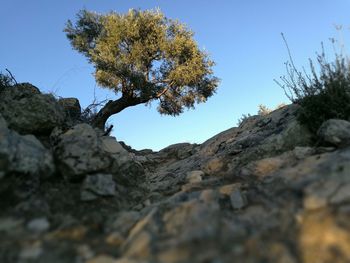 Close-up of lizard on tree against sky