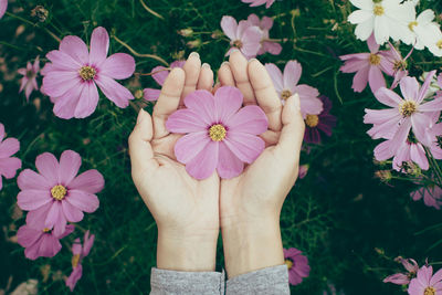 Cropped hands of woman holding purple flowering plants