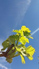 Low angle view of yellow flowers