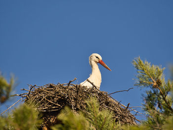 Low angle view of stork perching on a tree