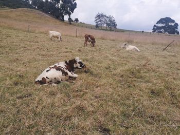 Cows grazing in a field