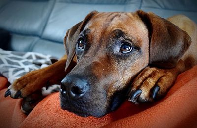 Close-up of a dog resting