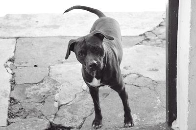 Portrait of dog standing outdoors