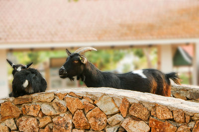 View of two cats on wall