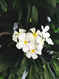 Close-up of white flowers blooming outdoors