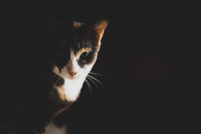 Close-up portrait of cat against black background