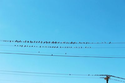 Low angle view of birds perched against blue sky