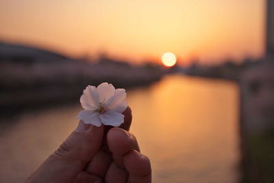 Close-up of hand holding flower at sunset