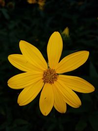 Close-up of yellow flower blooming outdoors