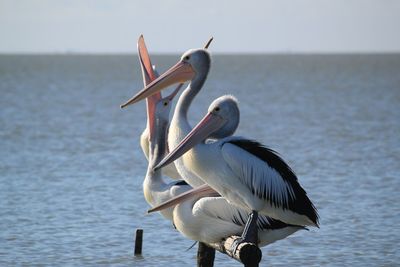 Pelican on sea shore