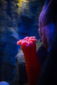 Close-up of red jellyfish swimming in aquarium