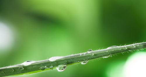 Close-up of wet plant