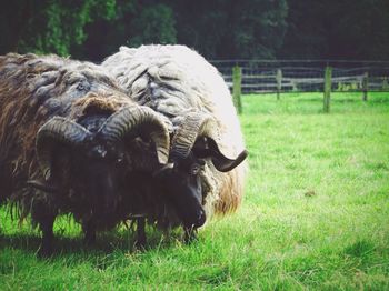 Sheep grazing on grassy field