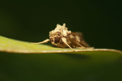 Close-up of spider