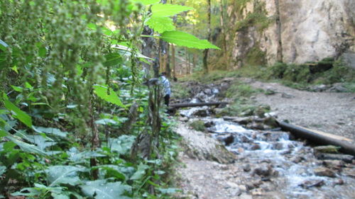 Plants and trees in water