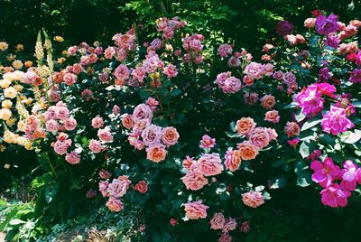 Close-up of pink flowers