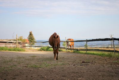 Horse standing in a field