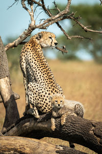 View of a cat on tree