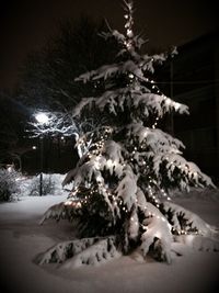 Snow covered trees at night