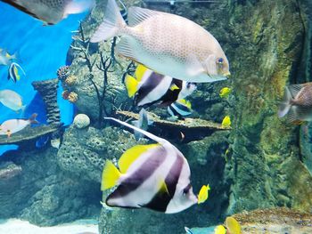 View of fish swimming in sea