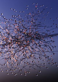 Low angle view of flowering tree against clear sky