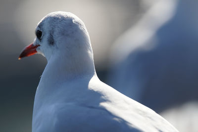 Close-up of swan