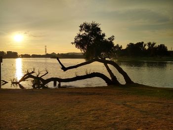 Silhouette tree on beach against sky during sunset