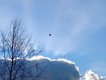 Low angle view of bird flying in sky