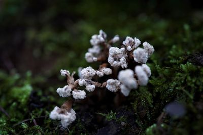 Close-up of white mushrooms growing on field