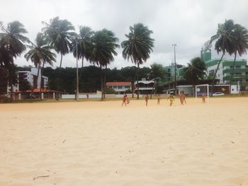 Palm trees on beach