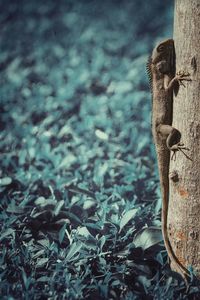 Close-up of lizard on land