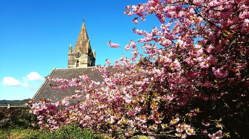 Low angle view of pink flowering tree by building against sky