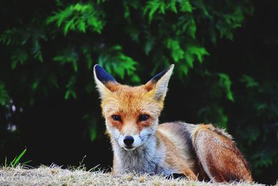 Portrait of an animal on field