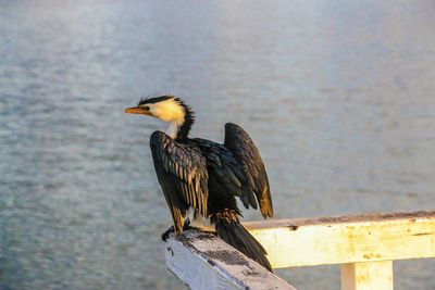 Cormorant perching on railing by sea