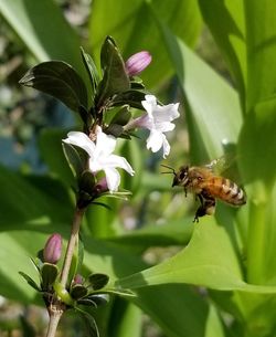 Close-up of insect on flower