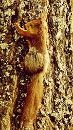 Bird on tree trunk