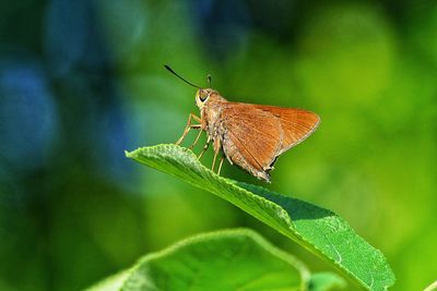 Close-up of butterfly on leaf