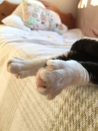 Close-up of cat sleeping on bed