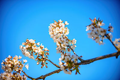 Low angle view of cherry blossom against blue sky